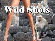 Wild Shots sex game